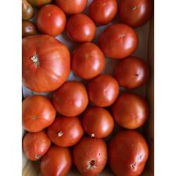 tomates "tradi" 1kg