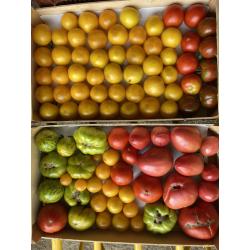 tomates en mélange - 1kg